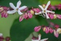 Harlequin glory-bower, Clerodendrum trichotomum, close-up flowers and buds